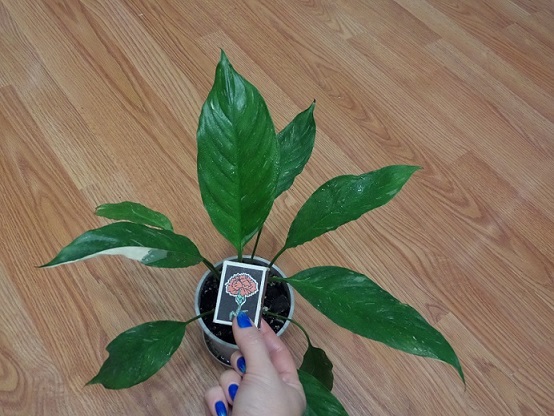SAM_0467.JPG