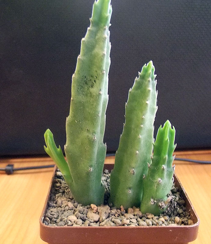 stapelia.jpg