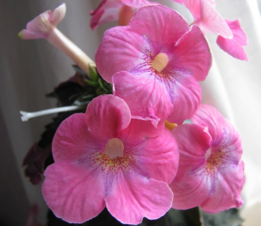achimenes Aurora Charm.JPG