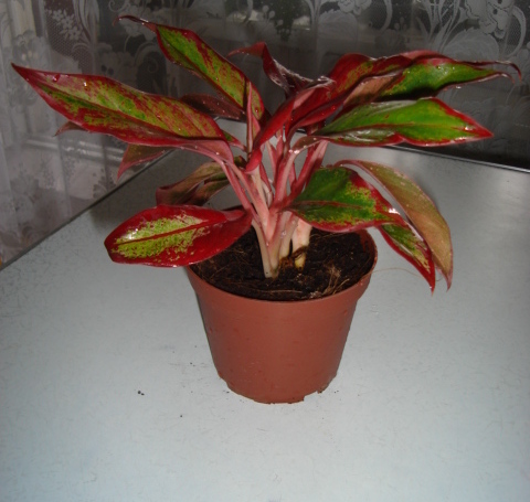 DSC01028.JPG