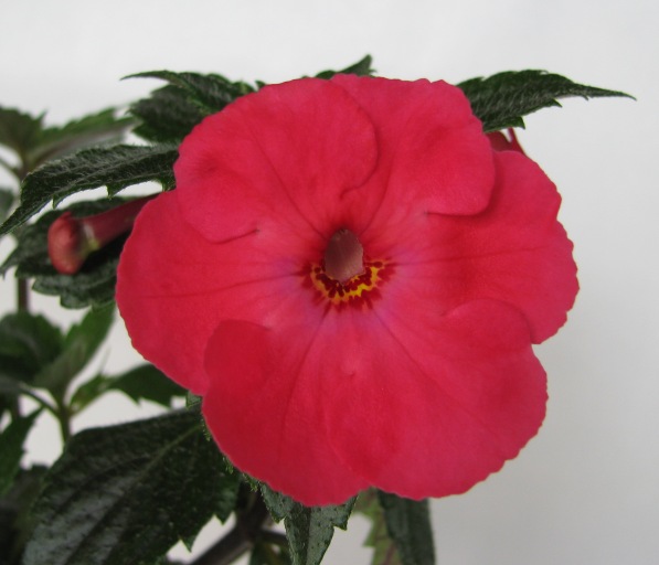 Grenadine (2).JPG