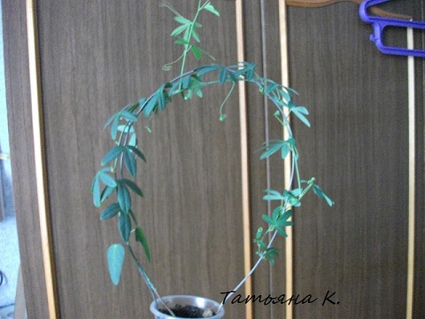 DSCF38778.jpg