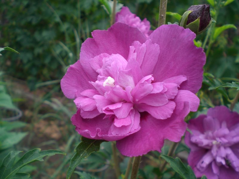 CIMG0012.JPG