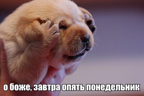 понедельник.jpg