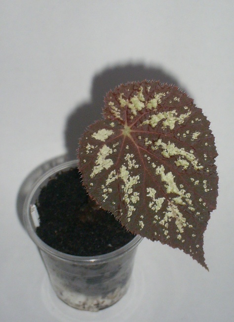 PIC_0016.JPG