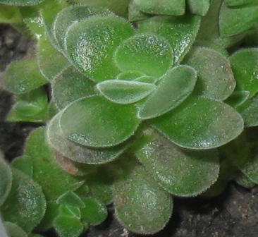 Crassula tomentosa.jpg