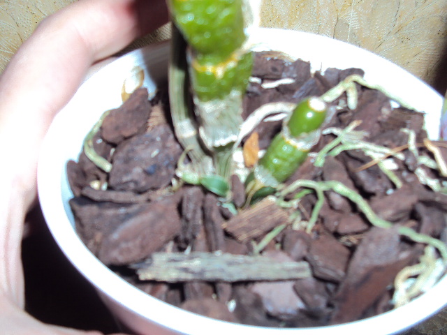 DSC08122.JPG