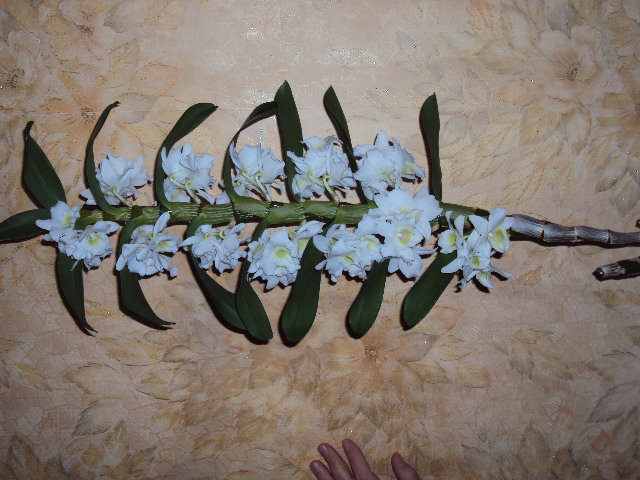 DSC08124.JPG