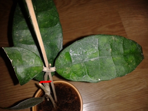 2014-02-04 20.05.51.jpg