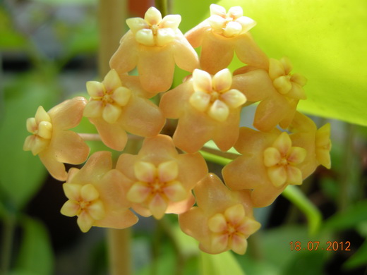 H.neoebudica.JPG
