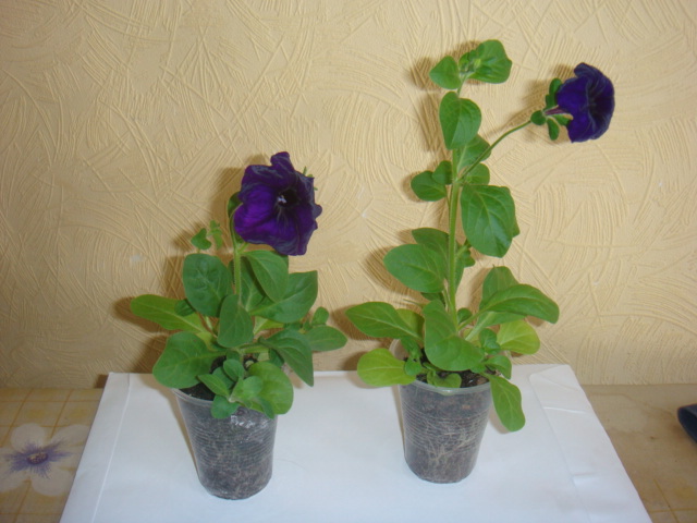 DSC00567.JPG