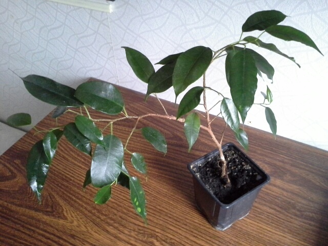 20140208_114207.jpg