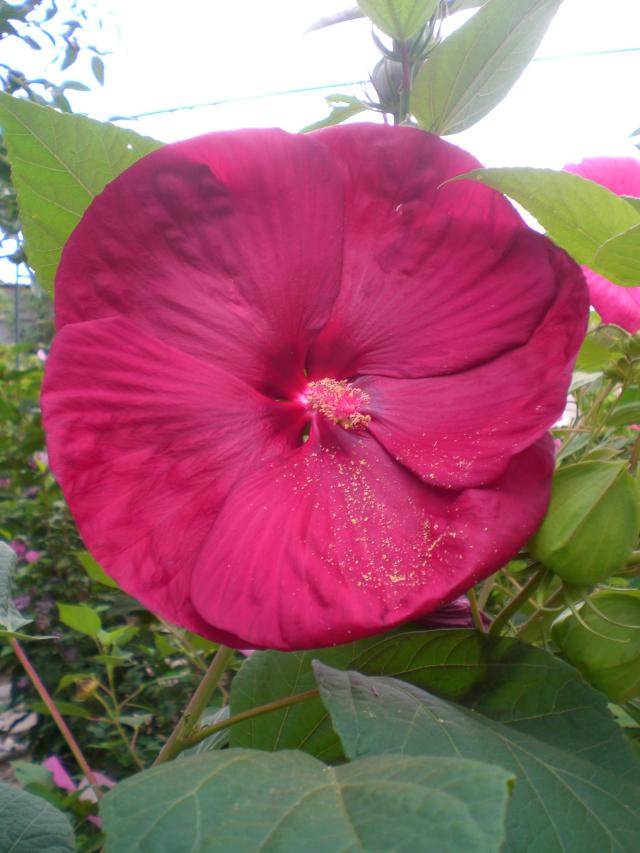 CIMG0055.jpg