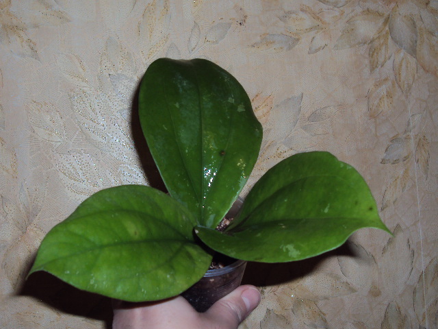 DSC08149.JPG