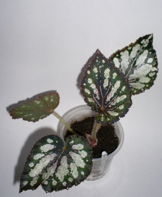 PIC_0007.JPG