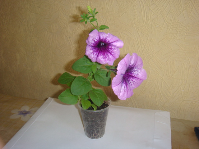 DSC00568.JPG