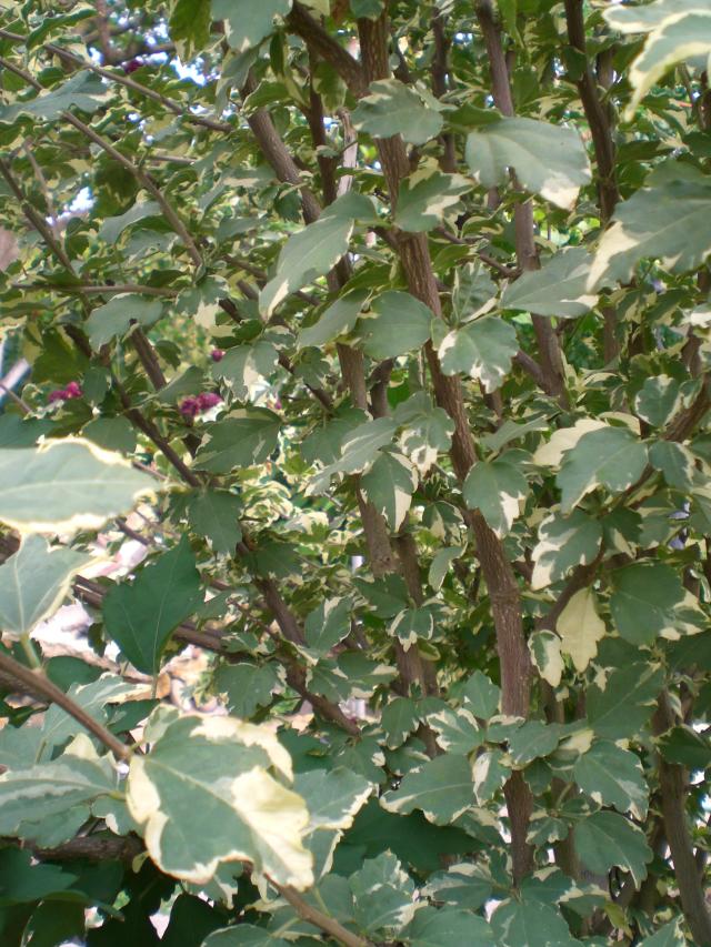 CIMG0271.jpg