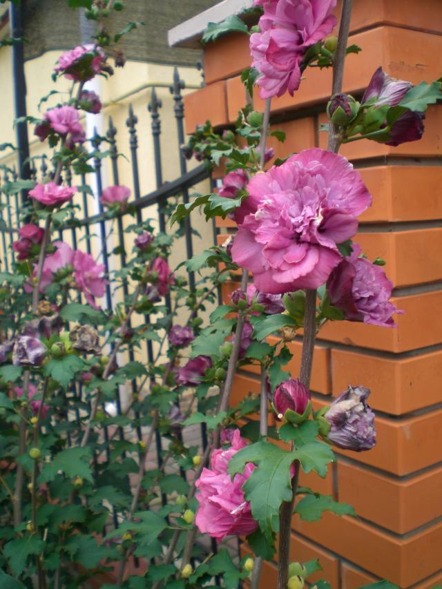 CIMG0904.jpg