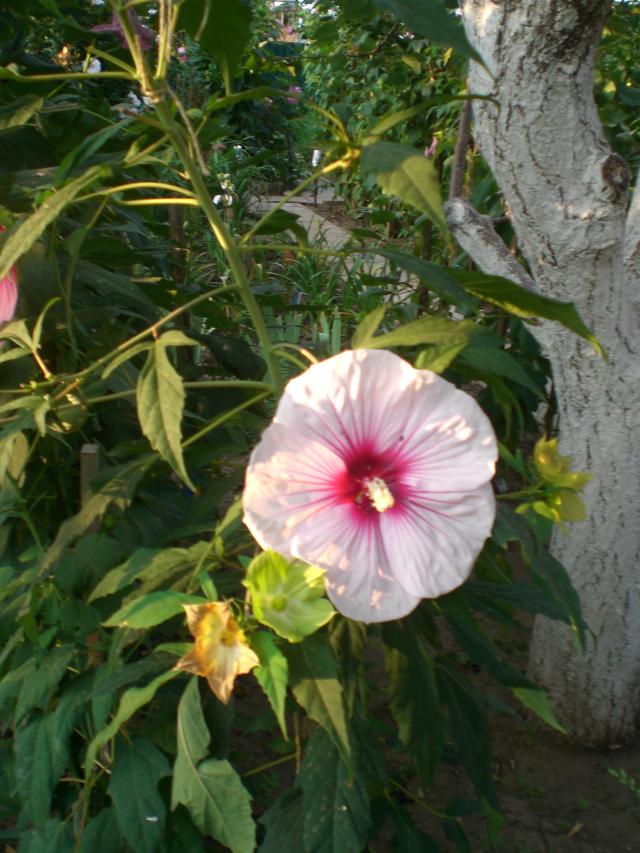 CIMG0007.jpg