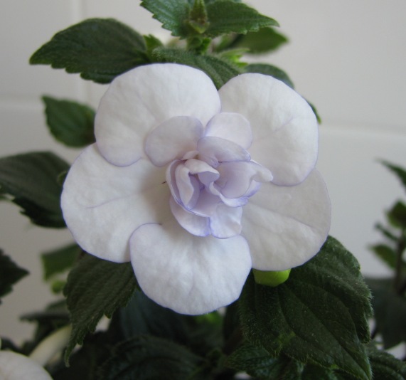 Double Picotee Rosе.JPG