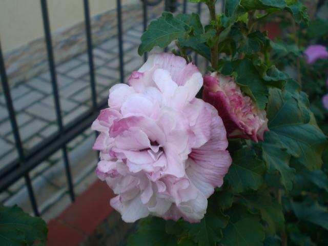 CIMG1027.jpg
