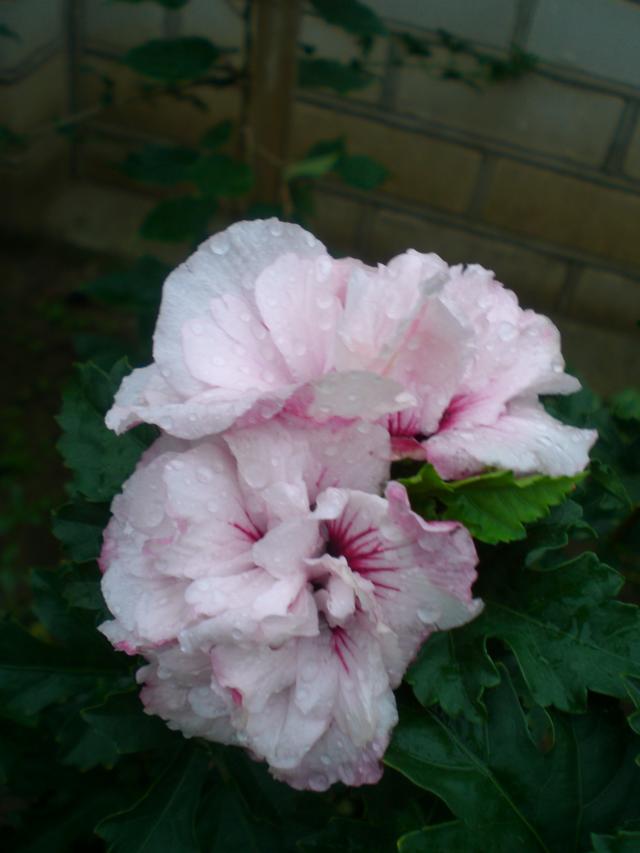 CIMG0997.jpg