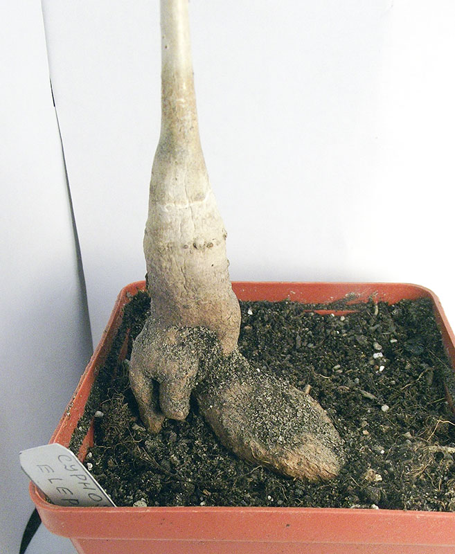 elephantopus.jpg