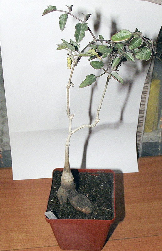 elephantopus1.jpg