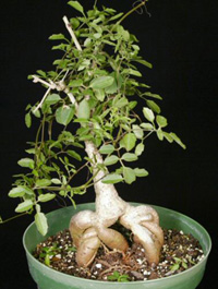 cyphostemma elephantopus2.jpg