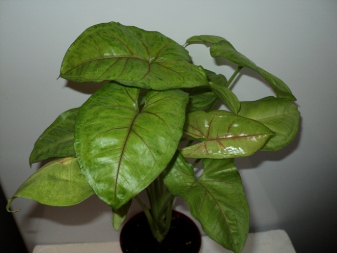 DSC08287.JPG