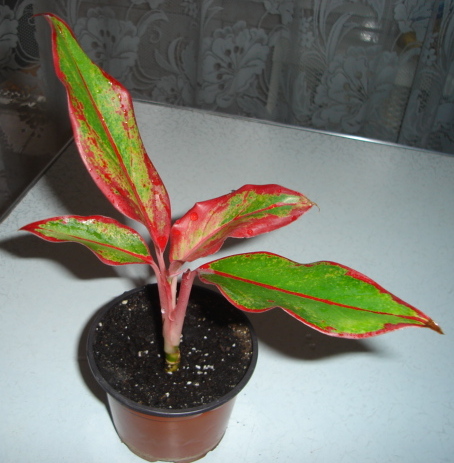 DSC01022.JPG