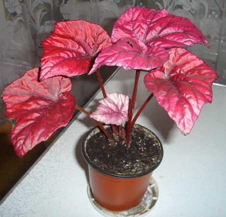 DSC01202.JPG