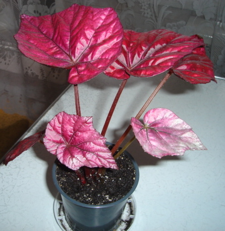 DSC01208.JPG