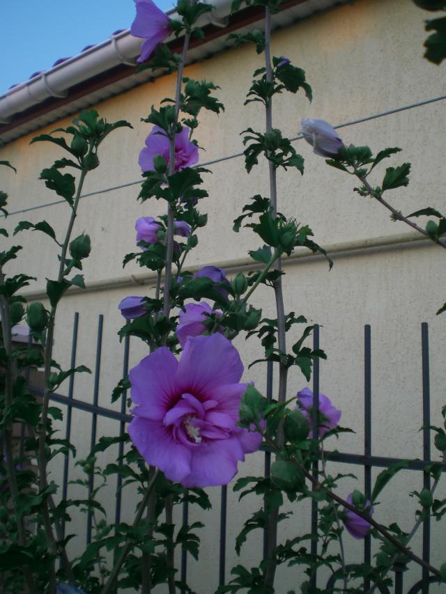 CIMG0183.jpg