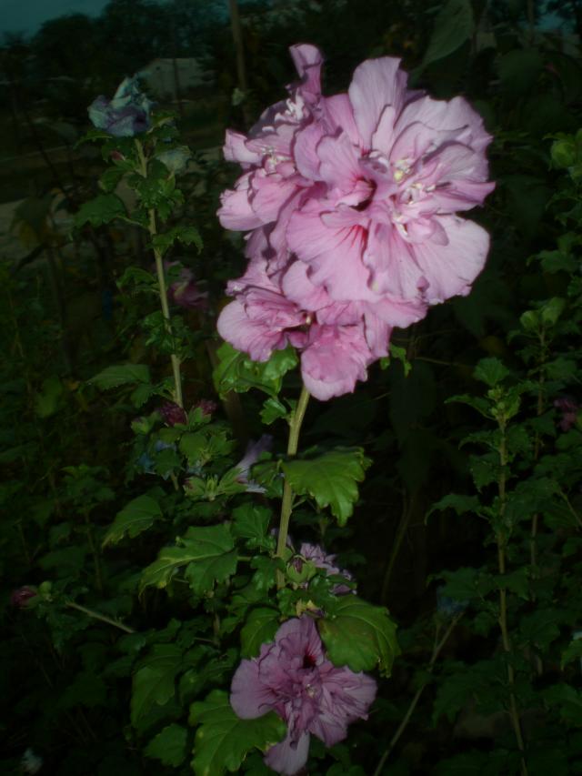 CIMG0942.jpg