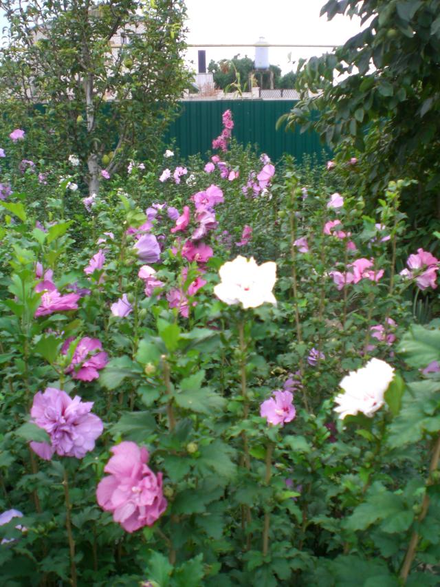 CIMG0561.jpg