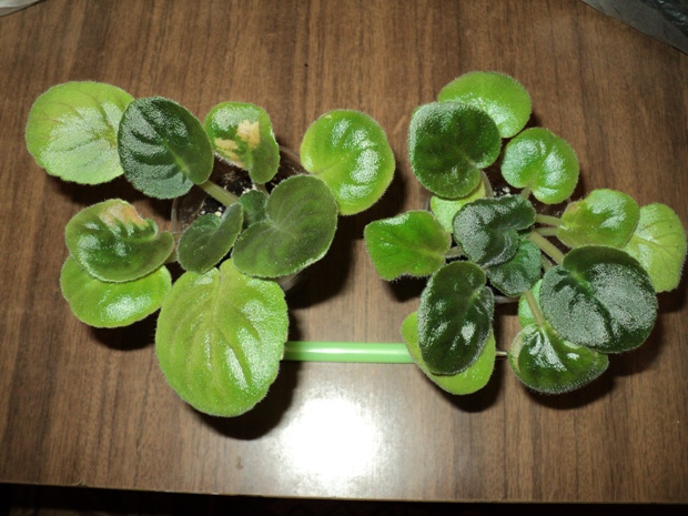 DSC08306.JPG