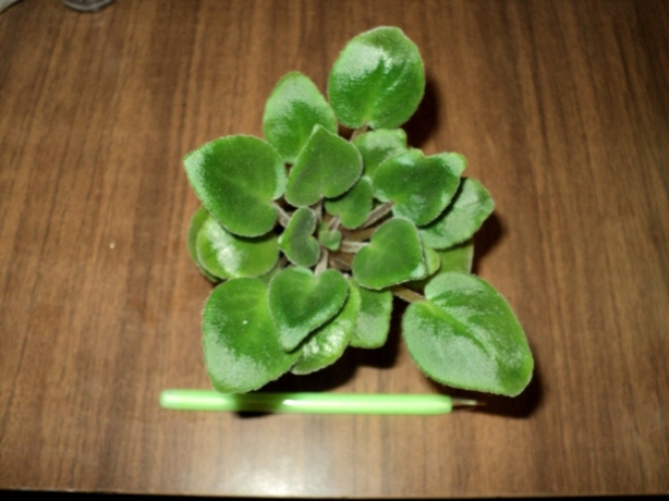 DSC08308.JPG