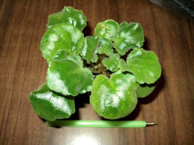 DSC08307.JPG