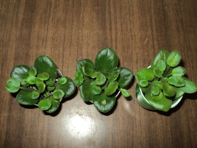 DSC08298.JPG