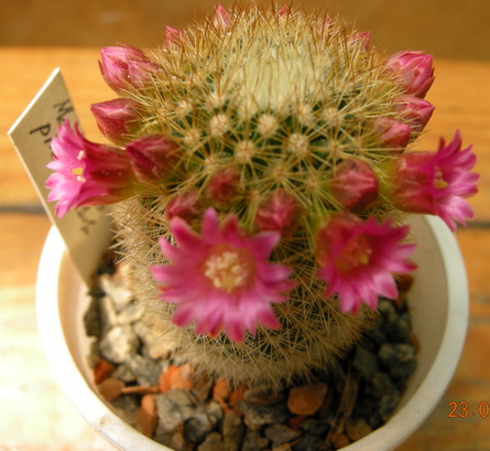 DSCN8854.JPG