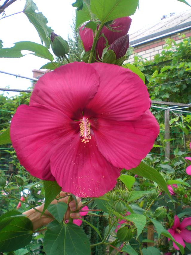 CIMG0044.jpg