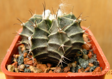 DSCN8857.JPG