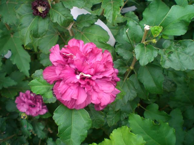 CIMG0854.jpg