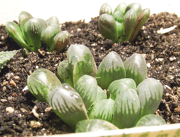 cymbiformis-var-obtusaВ1.jpg