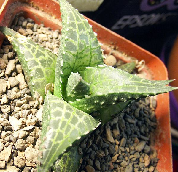 tesselata-mamka.jpg