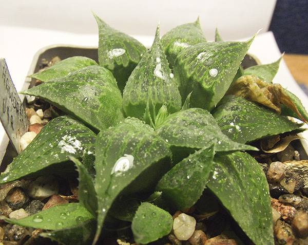 magnifica-acuminata.jpg