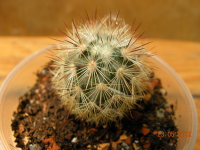 DSCN8858.JPG