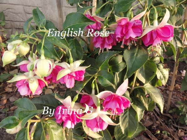 English Rose.jpg