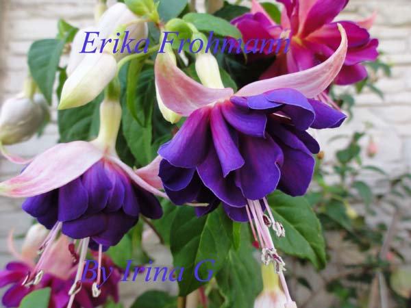 Erika Frohmann - цветы.jpg